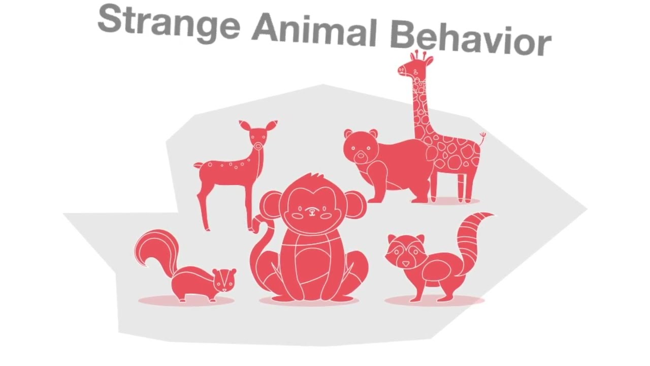Strange Animal Behavior