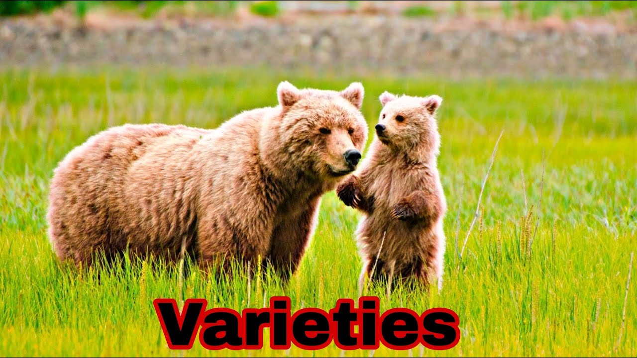 Family Of Ursidae [Bears]