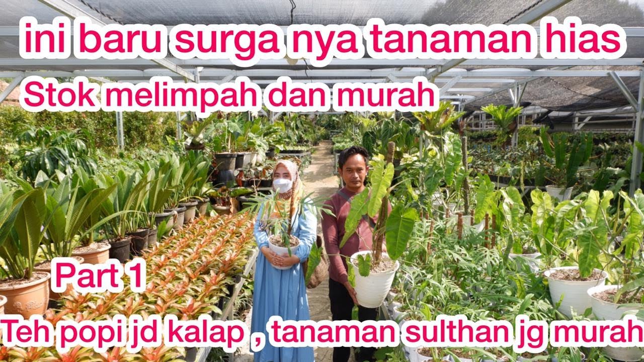 TIARA NURSERI PART 1, BIKIN TEH POPI GA MAU PULANG