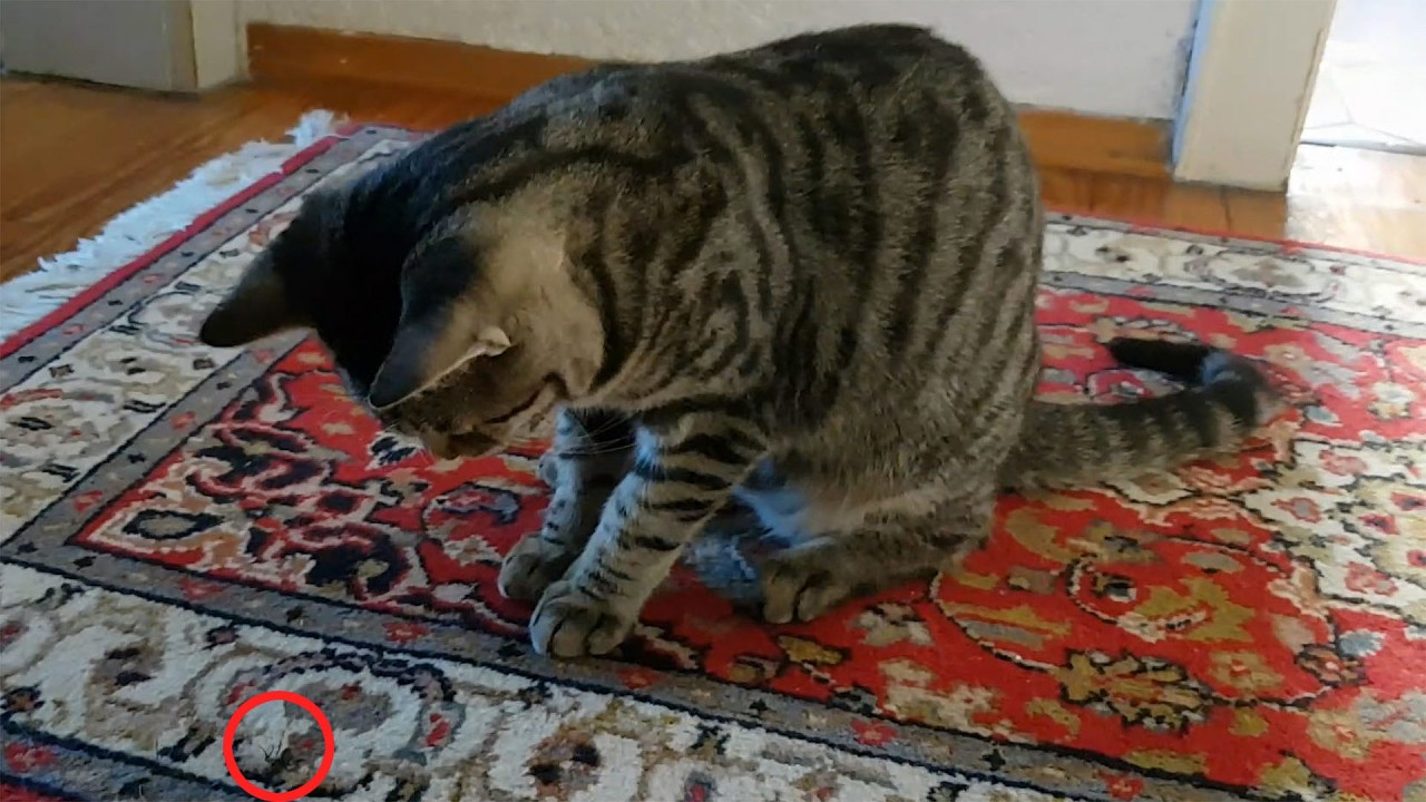 Hazel faces his mortal enemy