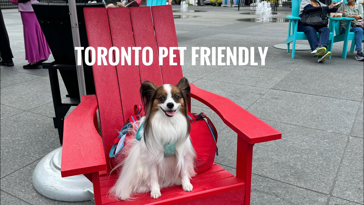 Toronto pet friendly