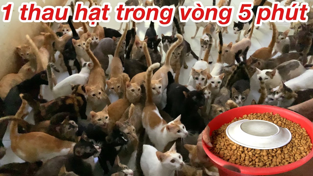Cận cảnh 400 con Mèo ( Cat ) sống chung 1 nhà cùng người Mẹ vĩ đại