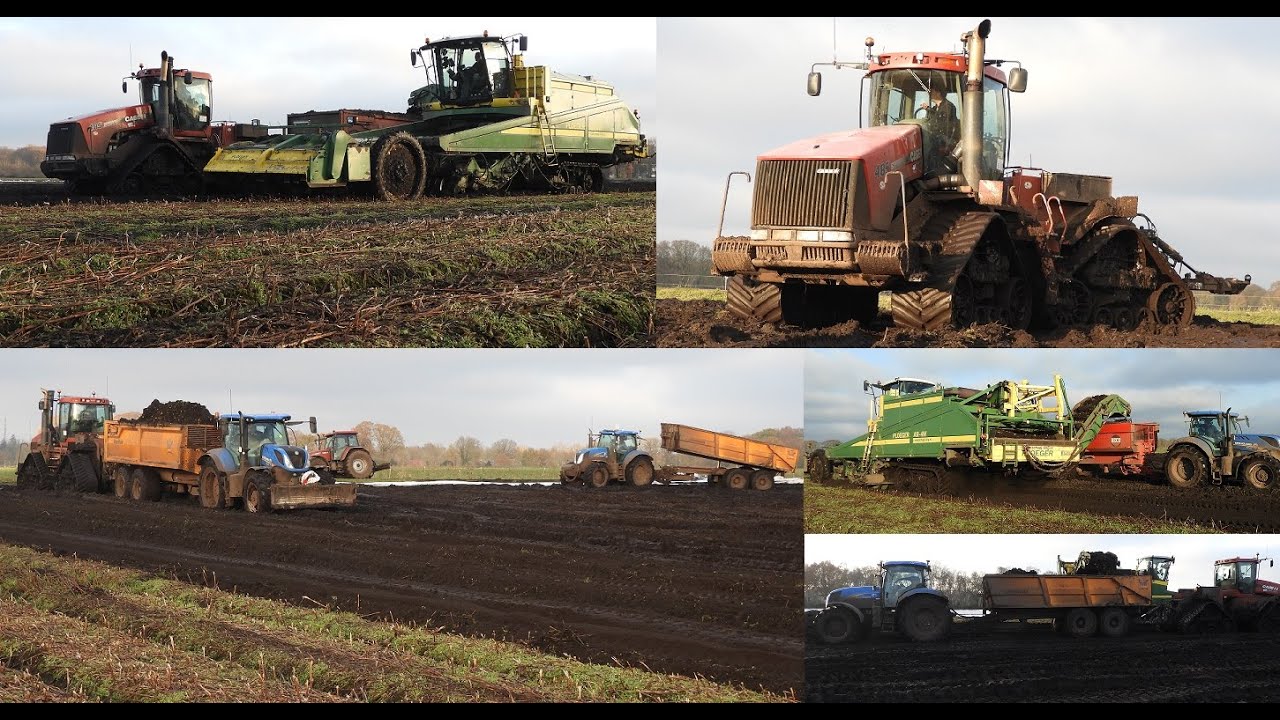 Modderen in de lelies! MTS Joling rooien met Ploeger & Case IH Quadtrac 485. Harvesting lilly in mud
