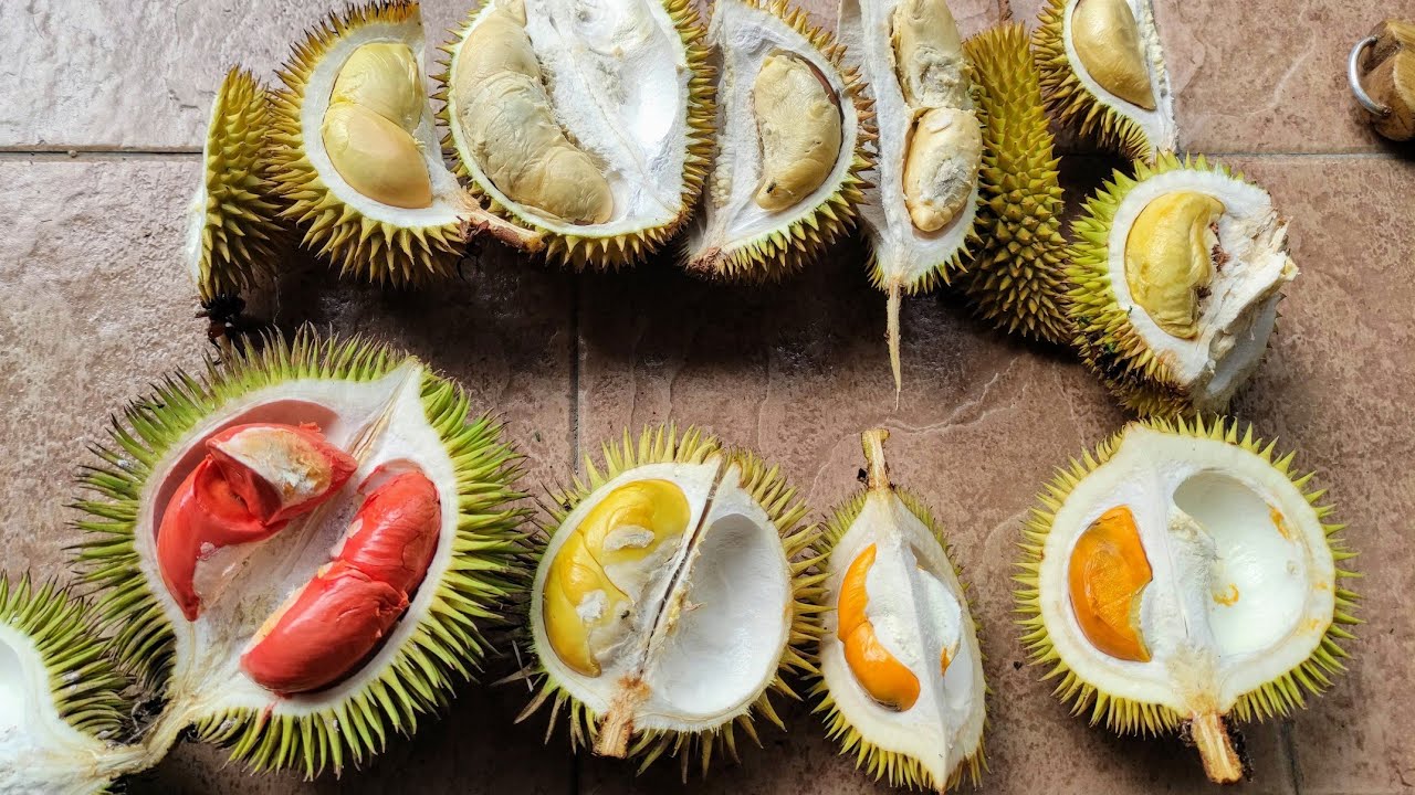 Durio graveolens (red, orange and yellow) taste in Borneo