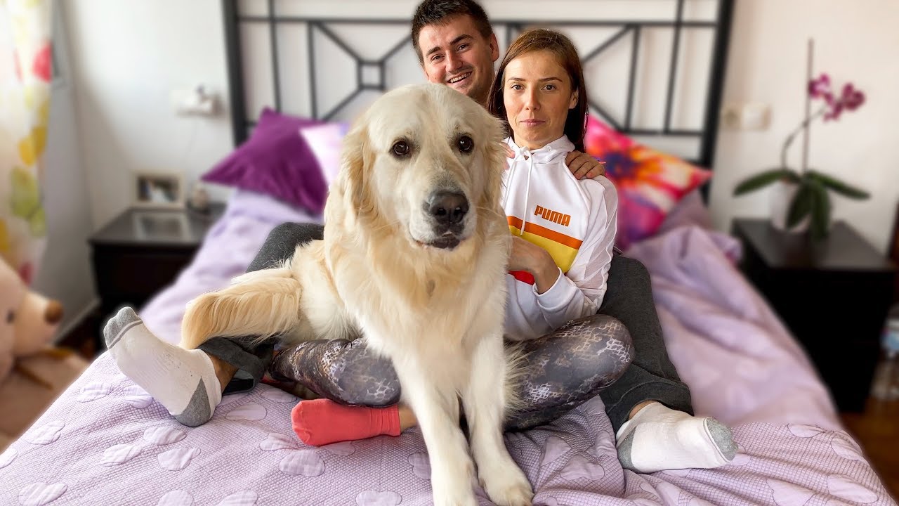 Golden Retriever won't let me massage my wife!