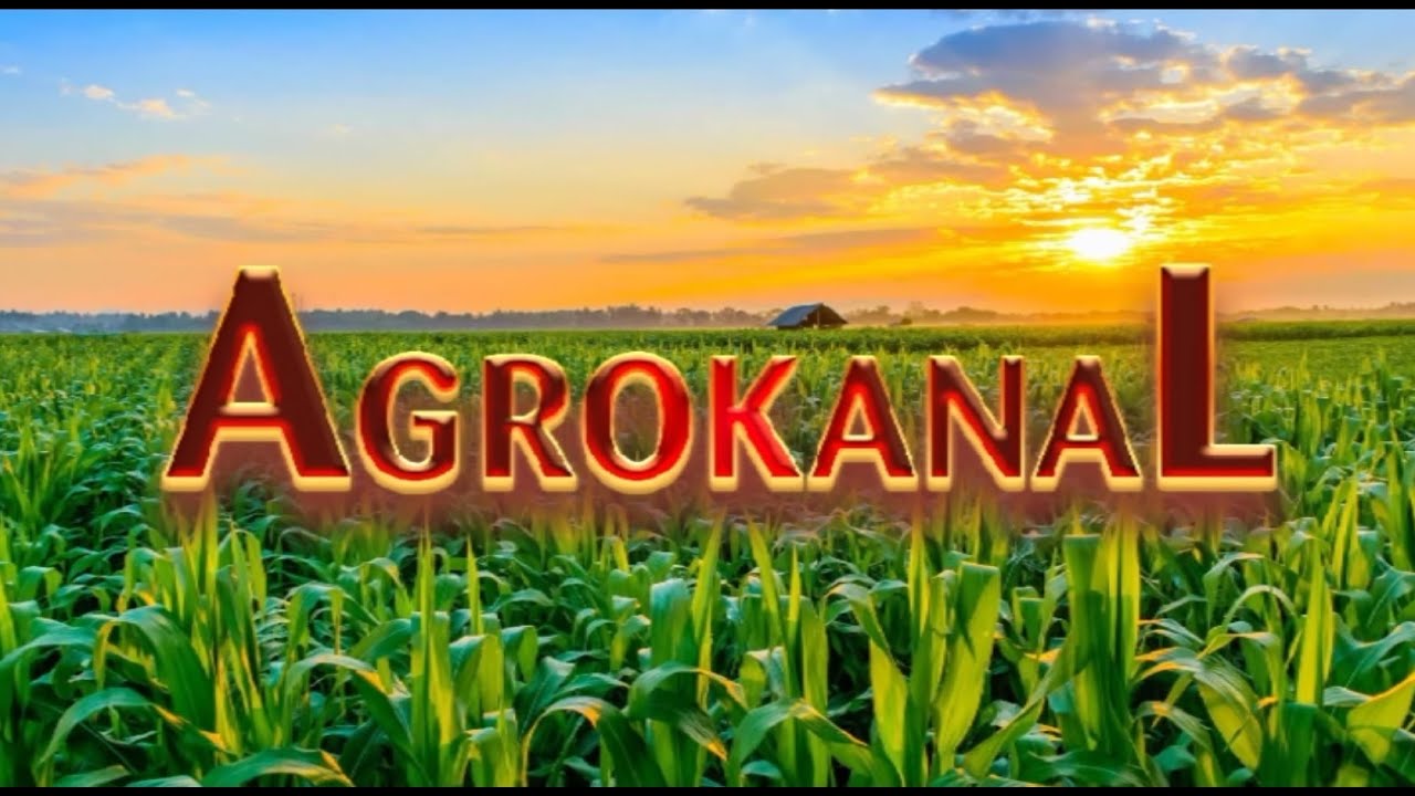 AGROKANAL RTVTK | Jagodari - Čelić