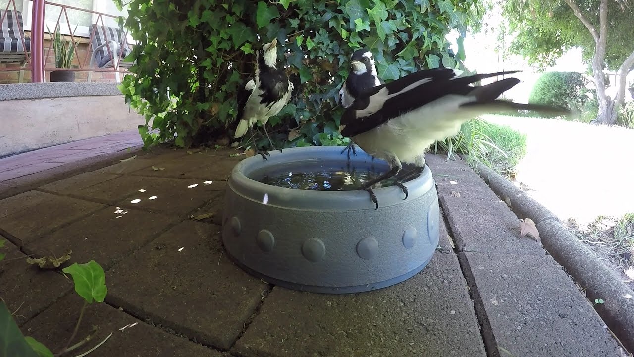 Australian Magpie Larks also known as Murray Magpie