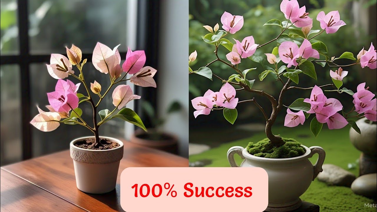 Bougainvillea Not Blooming? These 10 Hacks Will Fix It Instantly!