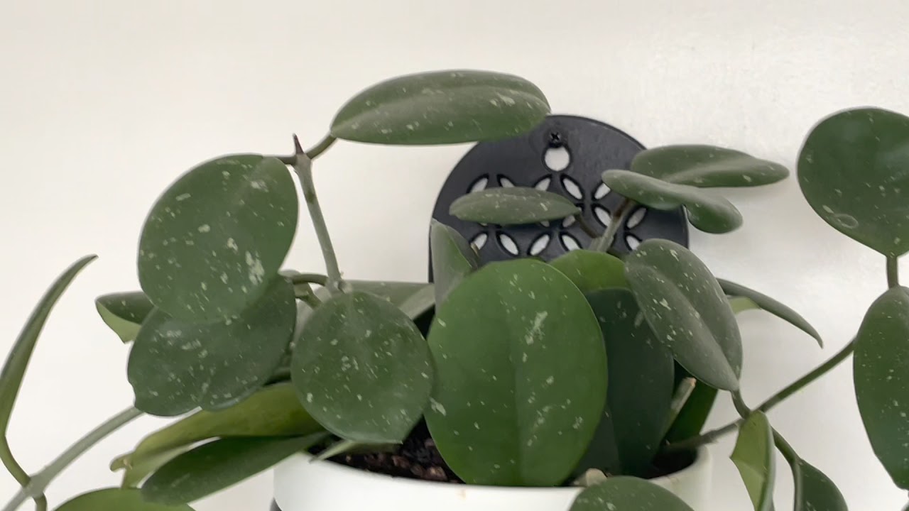 Winter plant tour part II