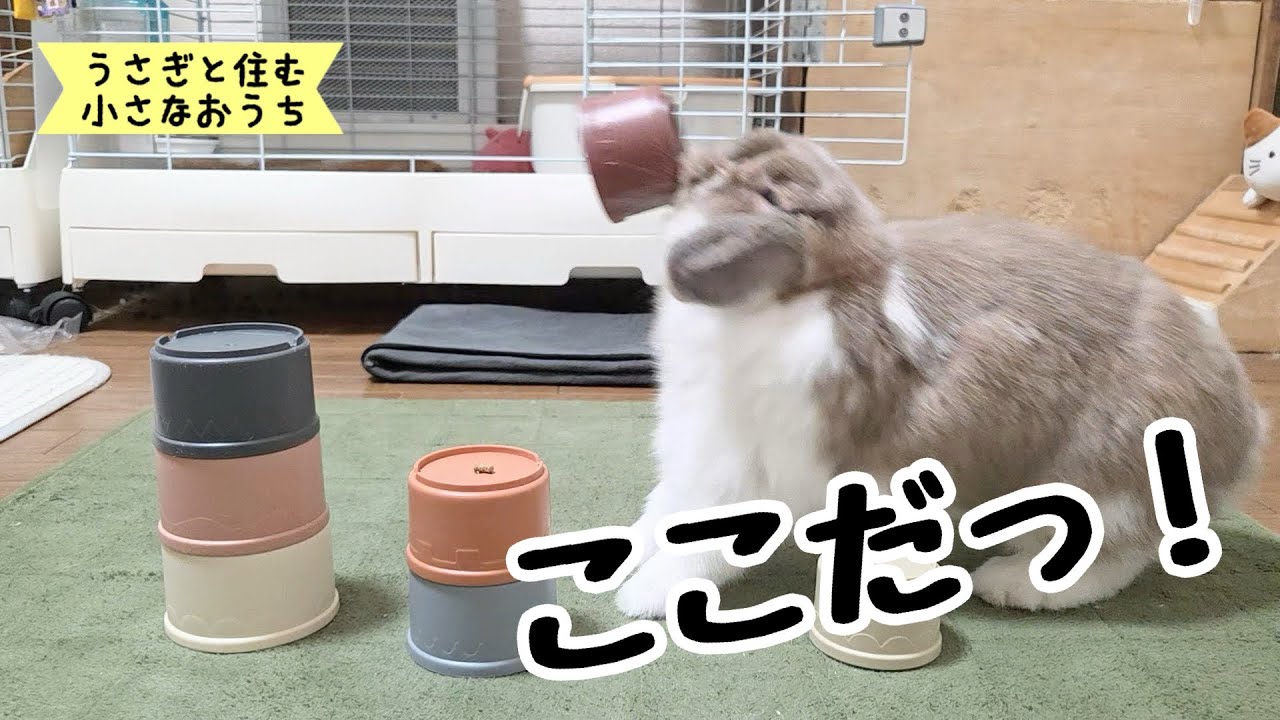 📣😆がんばれ！そこにある！！｜3匹それぞれのおやつ#1415