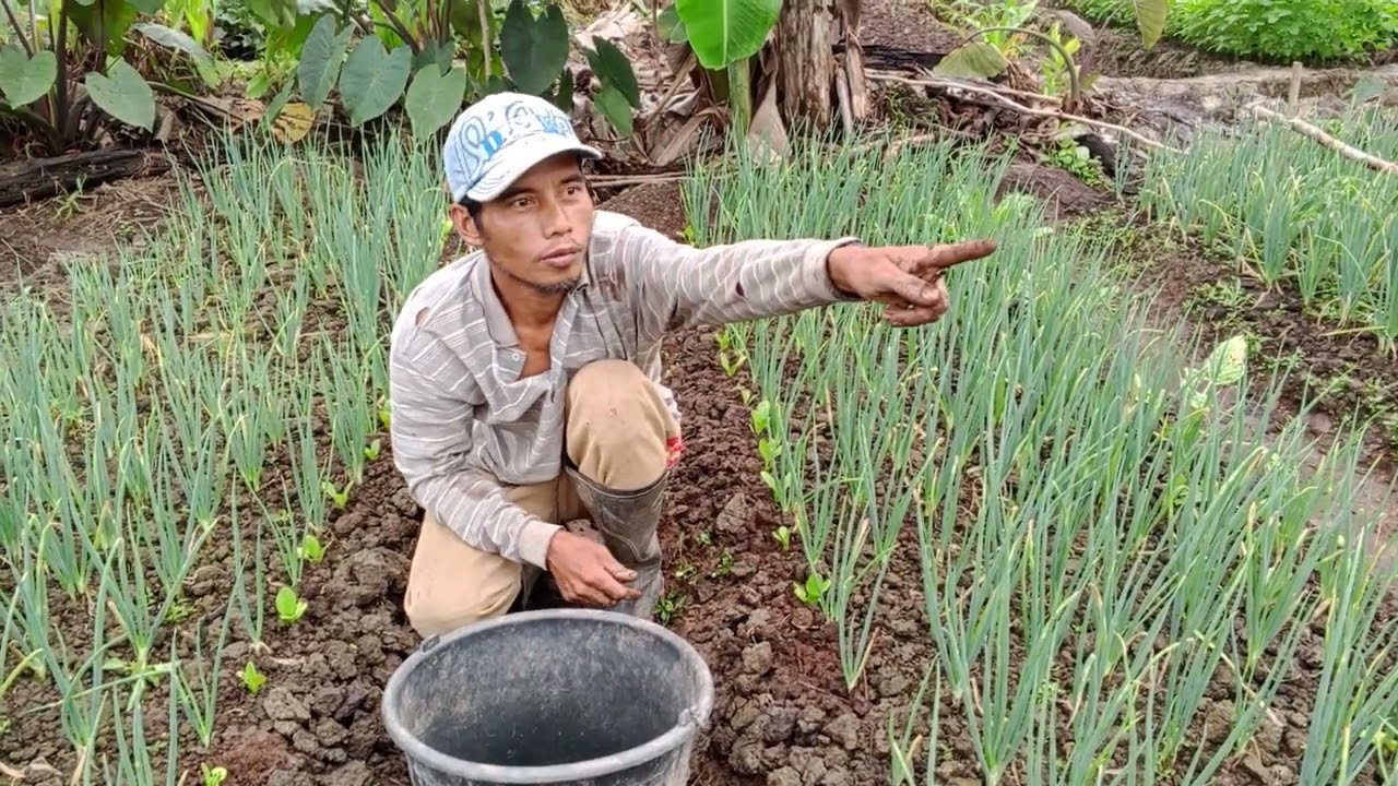 PAK EKO TANAM SAWI BIAR ADA BUAT NYAYUR