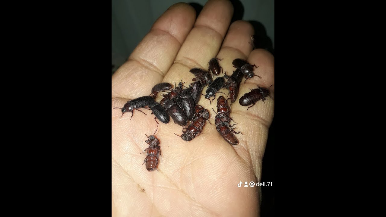 UN KURDU YUMURTA ALMA- ÖLÜ BOCEK AYIRMA VE STANDART ÜRETİM