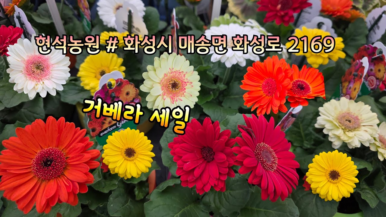 현석농원 #화성시 매송면 화성로 2169# 거베라세일#다알리아#수국#헬리오트로프#버베나#빈티지춘절국화#후리지아#카라#후쿠시아#제라늄종류#글로리아#난종류#등...