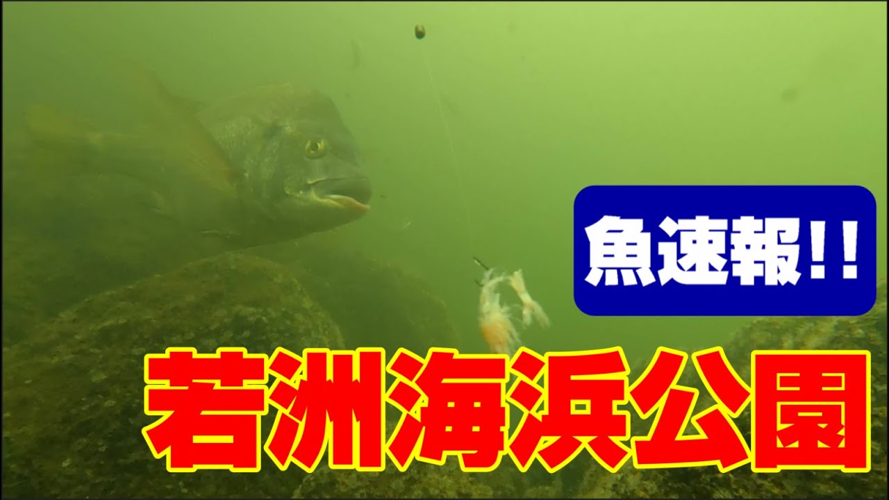 2023年10月「若洲海浜公園」の魚速報！　クロダイ・シーバスがいる釣り場