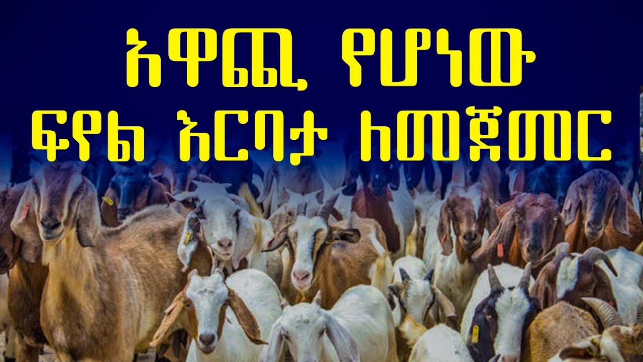 በአጭር ጊዜ ትርፋማ የሚያደርገው የፍየል እርባታ