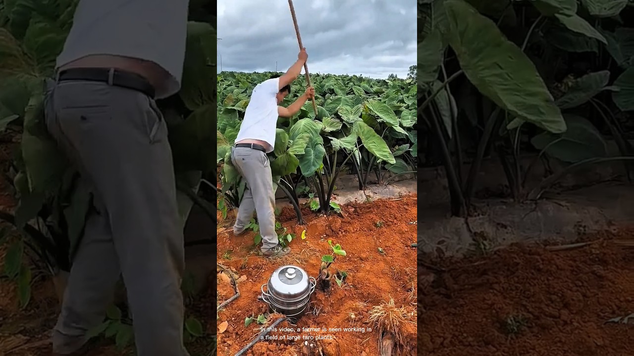 Harvesting taro plants in the field