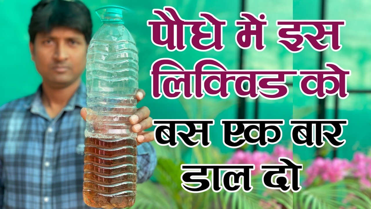 पौधे पर गोमूत्र का चमत्कारी फायदा | How to Use cow Urine for Plants