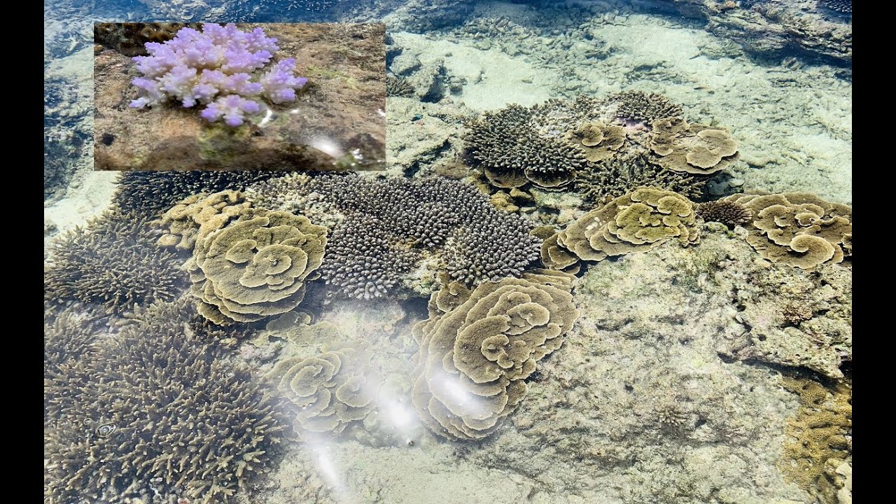 [沖縄北部]幻のサンゴ礁の磯（World Natural Heritage Okinawa ReefCoral）