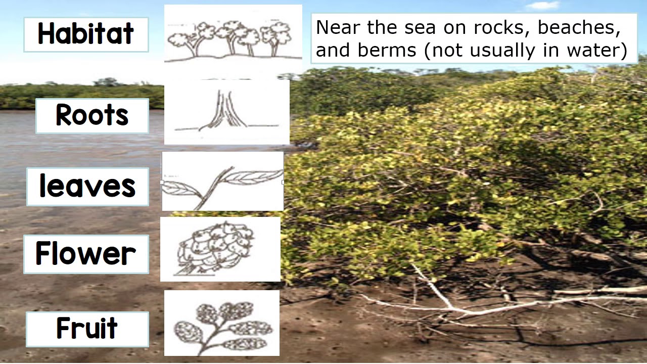 Four kinds of mangroves