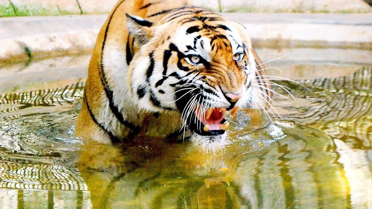 In rarest of rare act, tiger kills and eats tigress' body at Kanha National Park in MP