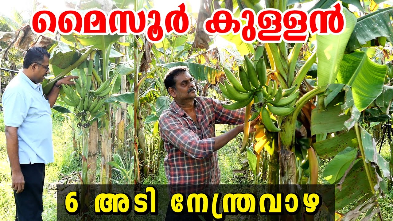 മൈസൂർ കുള്ളൻ | നേന്ത്ര വാഴ 5 - 6 അടി വരെ പൊക്കം | Mysore Kullan | 