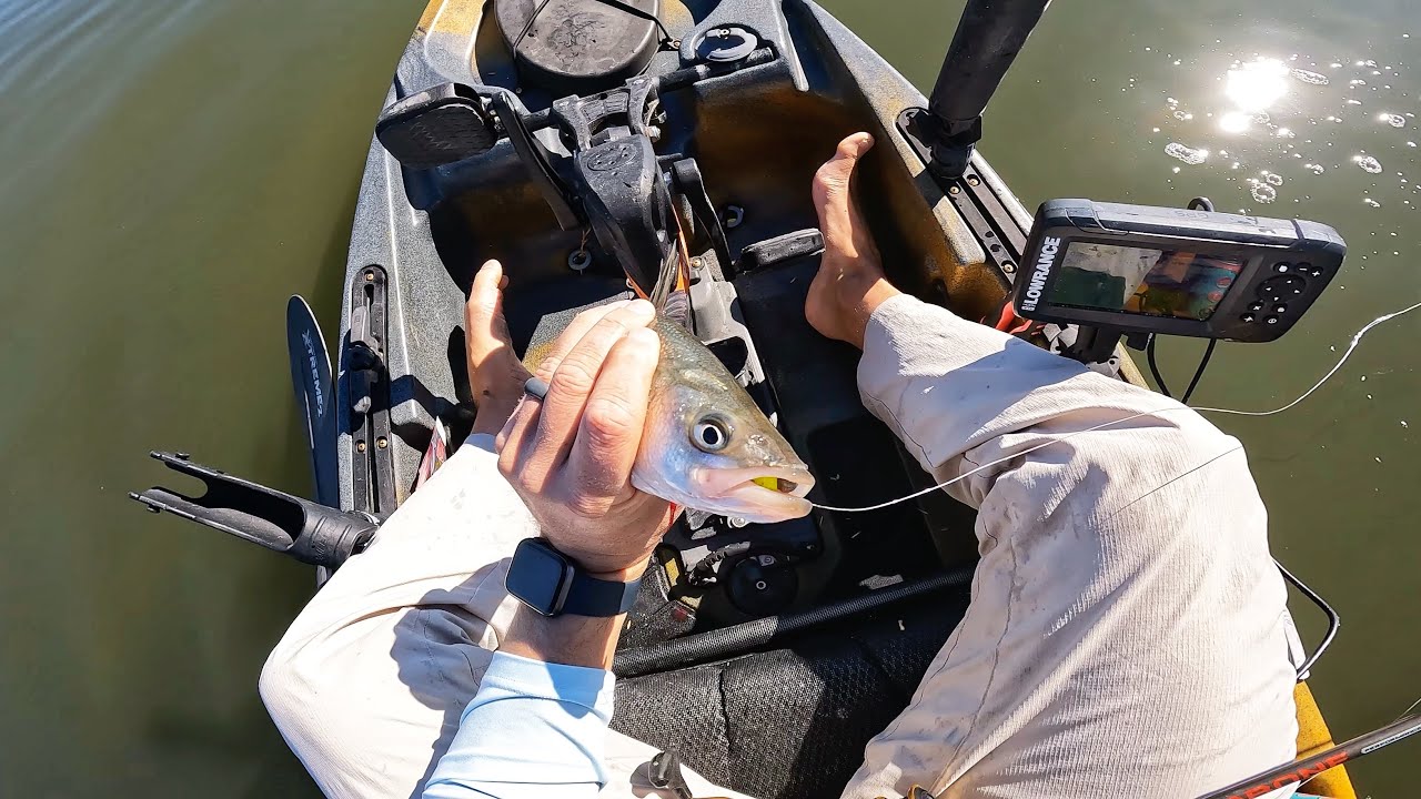 White Perch Fishing - Tips, Techniques, & Hot Spots!