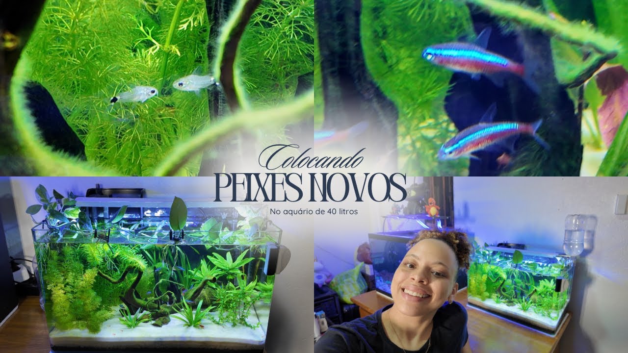 Coloquei PEIXES NOVOS no meu aquário de 40L e olha no que deu 😱🐠