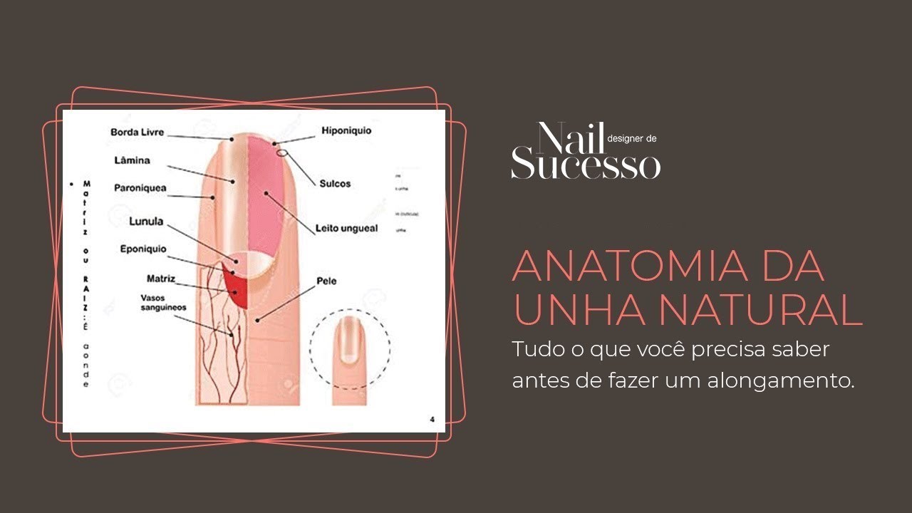 Tudo sobre a Anatomia da Unha Natural