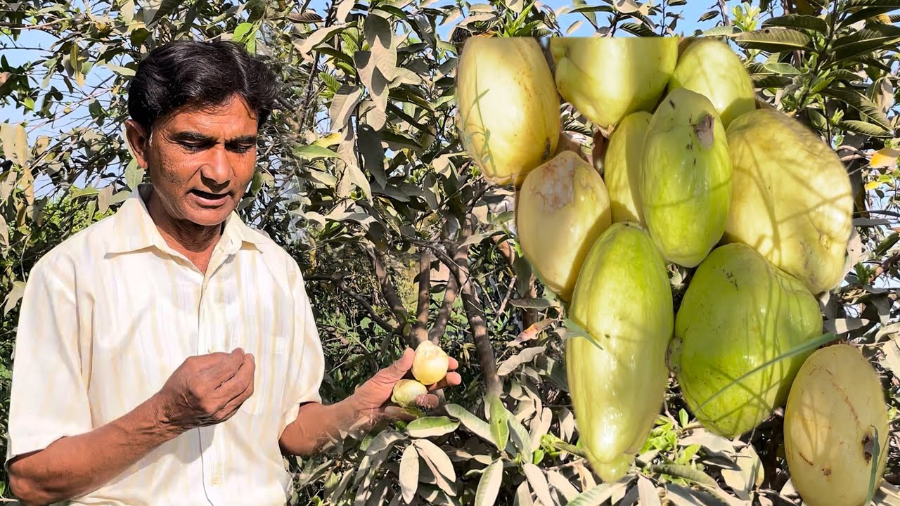 Amrood ka phal pak gaya iftar ka arrange ho gaya(Harvesting Ripe Guava for Iftar Village Life Vlog)