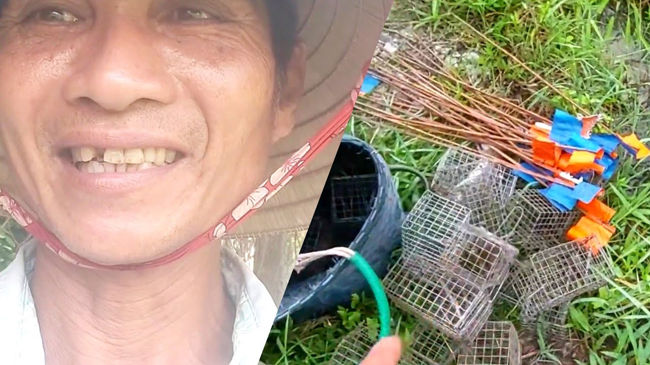 Nông Dân Tiền Giang  Nghề Bẫy Chuột Gặp Cảnh Này