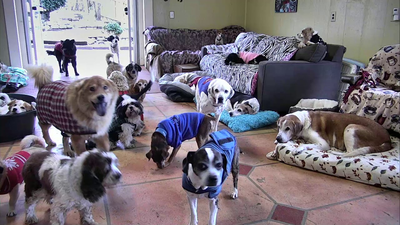 Senior Dog Gathering Room Cam 12-06-2017 10:46:51 - 11:46:52