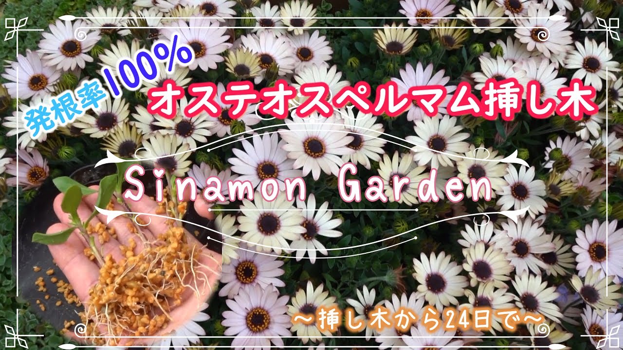 【ガーデニング】オステオスペルマムの挿し木！｜挿し木から24日で発根率100％｜いっぱい増やして楽しむ！【挿し芽・挿し木】