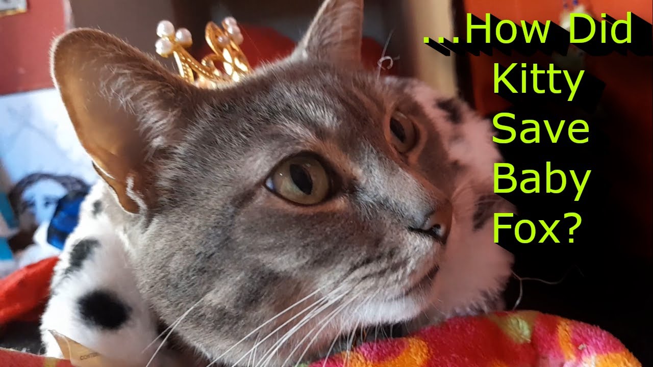 This Cat Saved Baby Fox's Life   Truly Heartwarming!