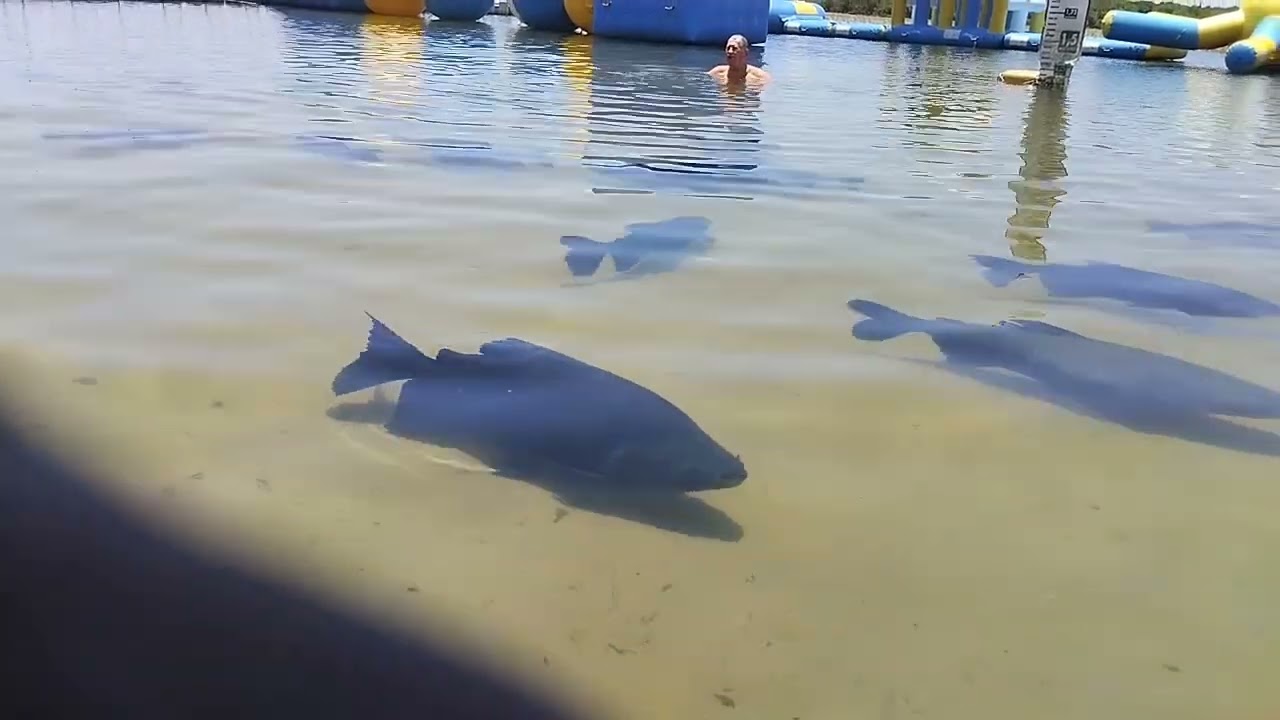 Lagoa dos tambaqui