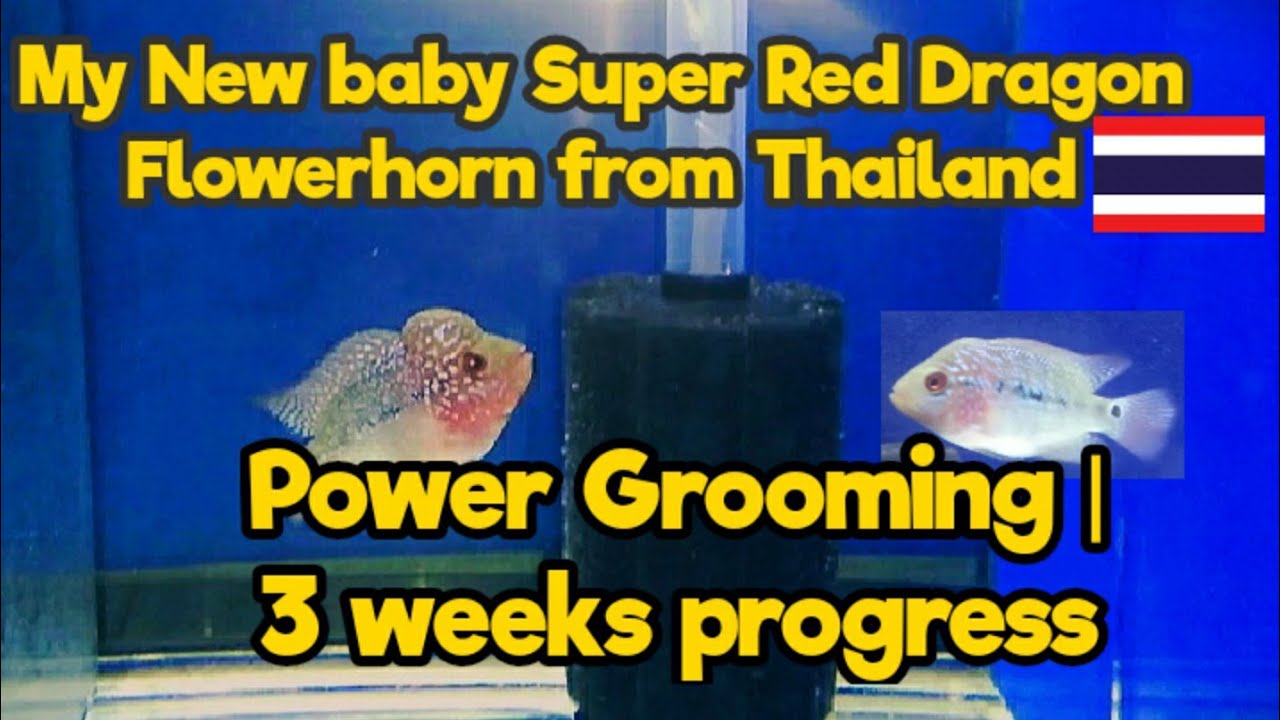 New Flowerhorn Baby | Super Red Dragon From Thailand | Power Grooming 3 wks Progress #FlowerHorn #FH