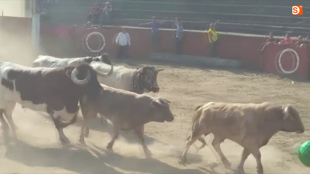 Encierro de Valdeflores en Pereña