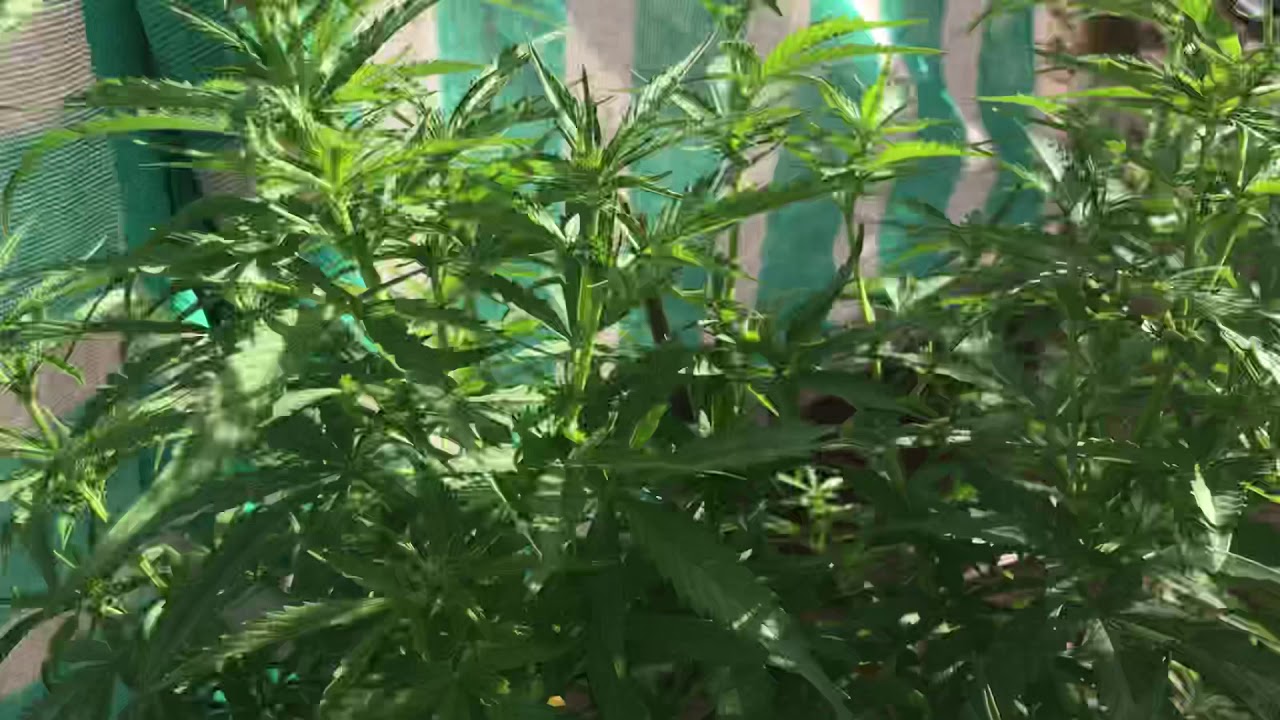 Semana 11/ prefloracion/ Sativa Kush