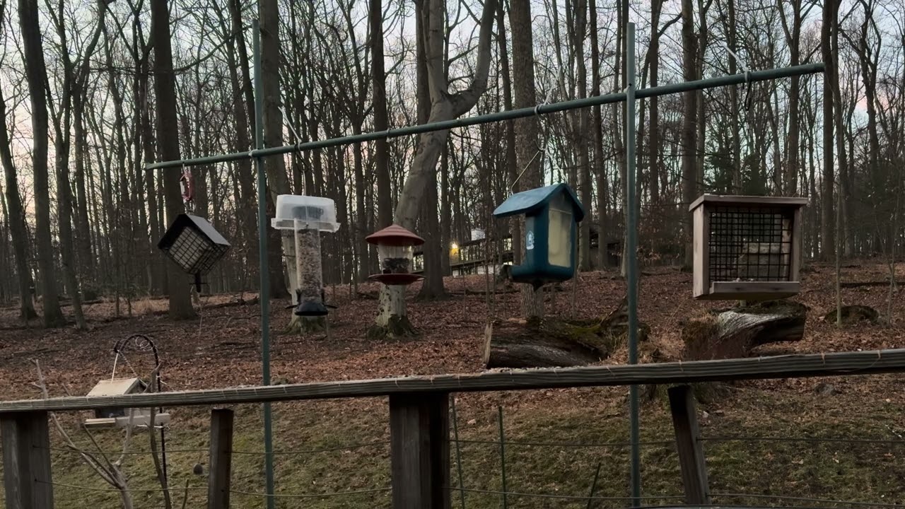 Peaceful bird songs in the Pennsylvania woods 