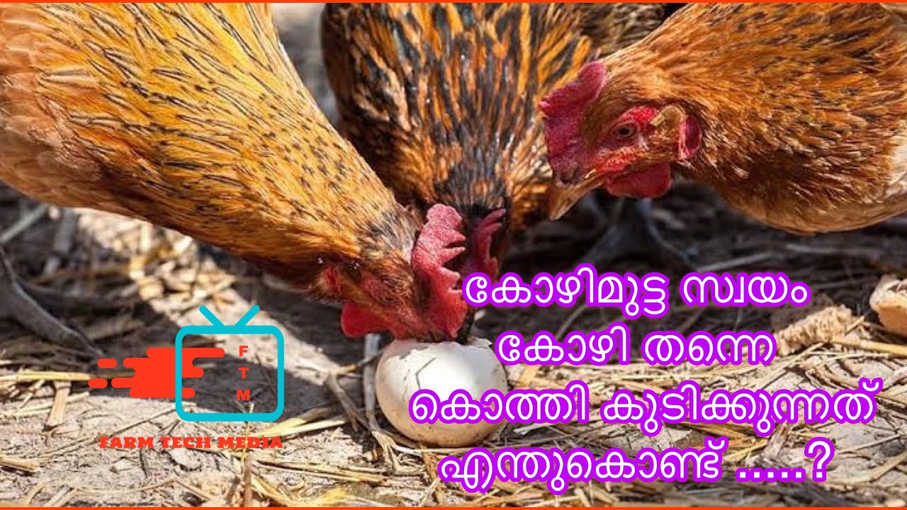 കോഴിമുട്ട കോഴി സ്വയം കൊത്തി കുടിക്കുന്നത് എന്തുകൊണ്ട്...? Why do chickens break and eat their eggs..