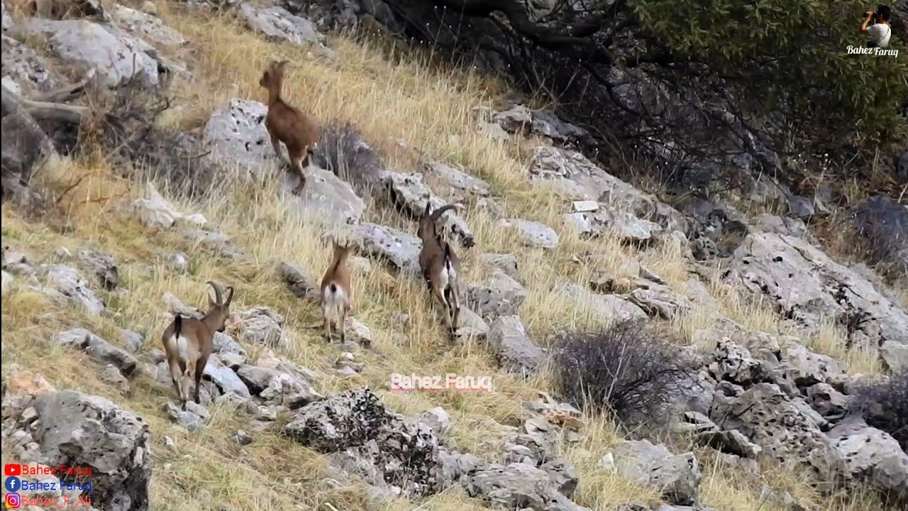 کەڵەکێوی ـ بزنە کێوی ـ لە شاخەکانی کوردستان ـ ماعز البری ـ Bezoar Goat in the Mountain of Kurdistan