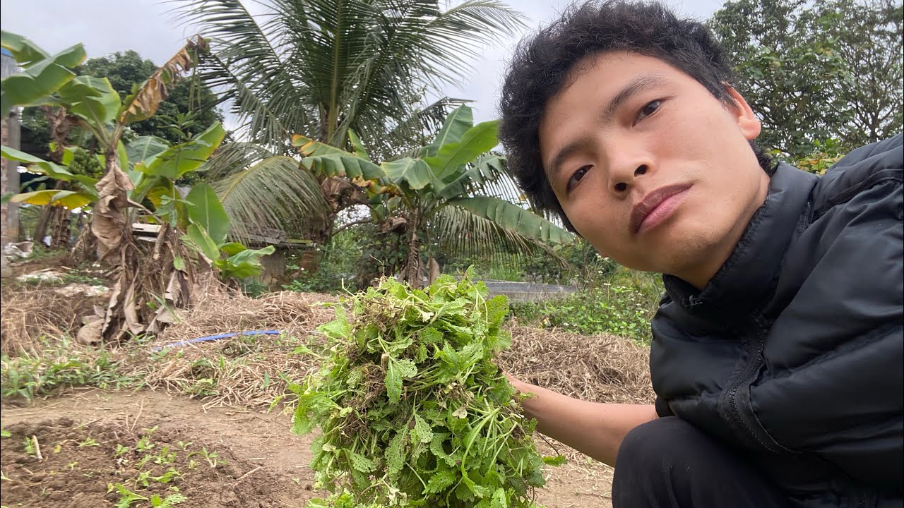 Phá rau