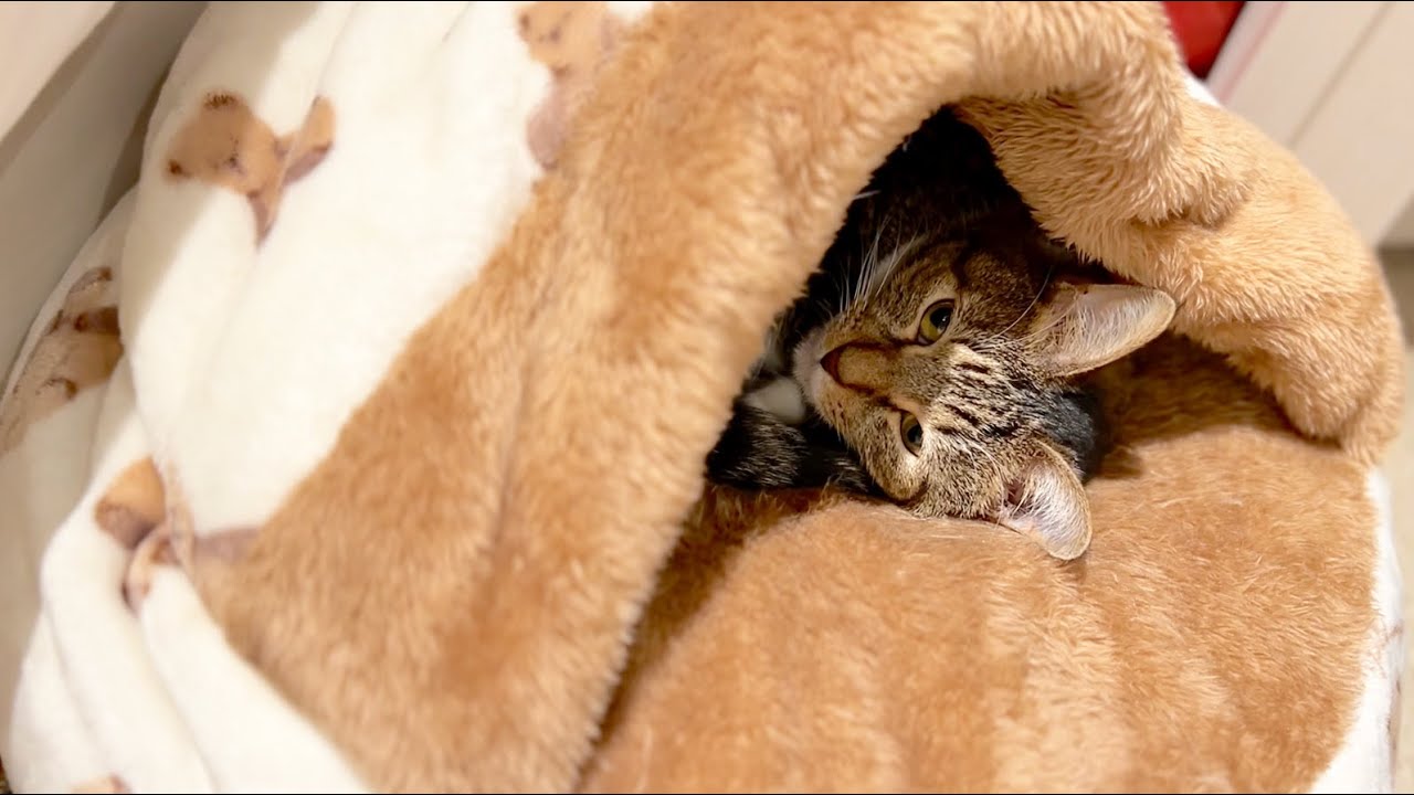 寒すぎて引きこもってしまった猫にふかふか羽毛布団を解禁【土夜ねむ通信Vol.74】