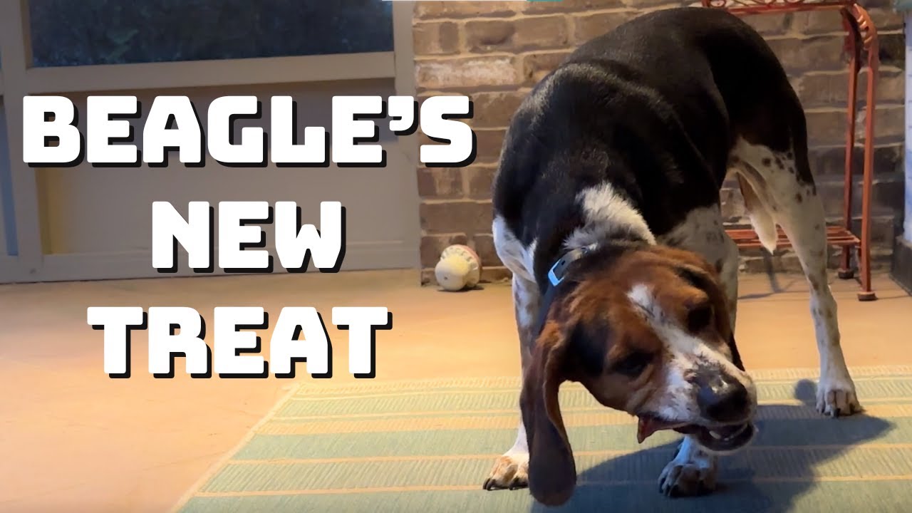 Beagle’s Hilarious Reaction to New Treat