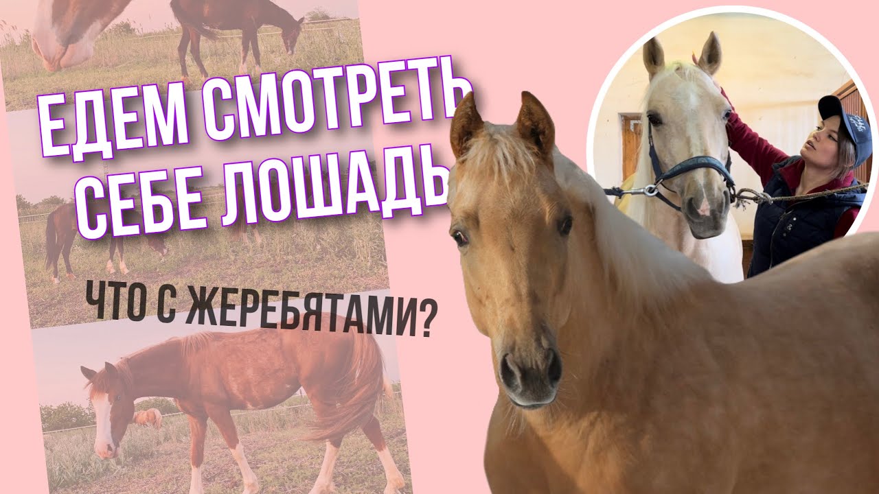 ПОКУПКА ЛОШАДИ 1 ЧАСТЬ | Настоящий Американский Квотерхорс | Знакомство | HRB