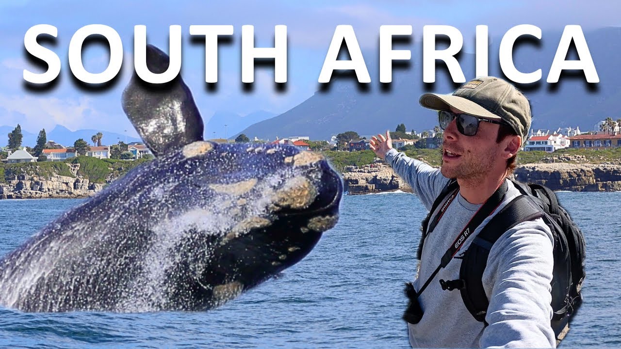 Balene e Otarie in Sudafrica - Hermanus e Seal Island