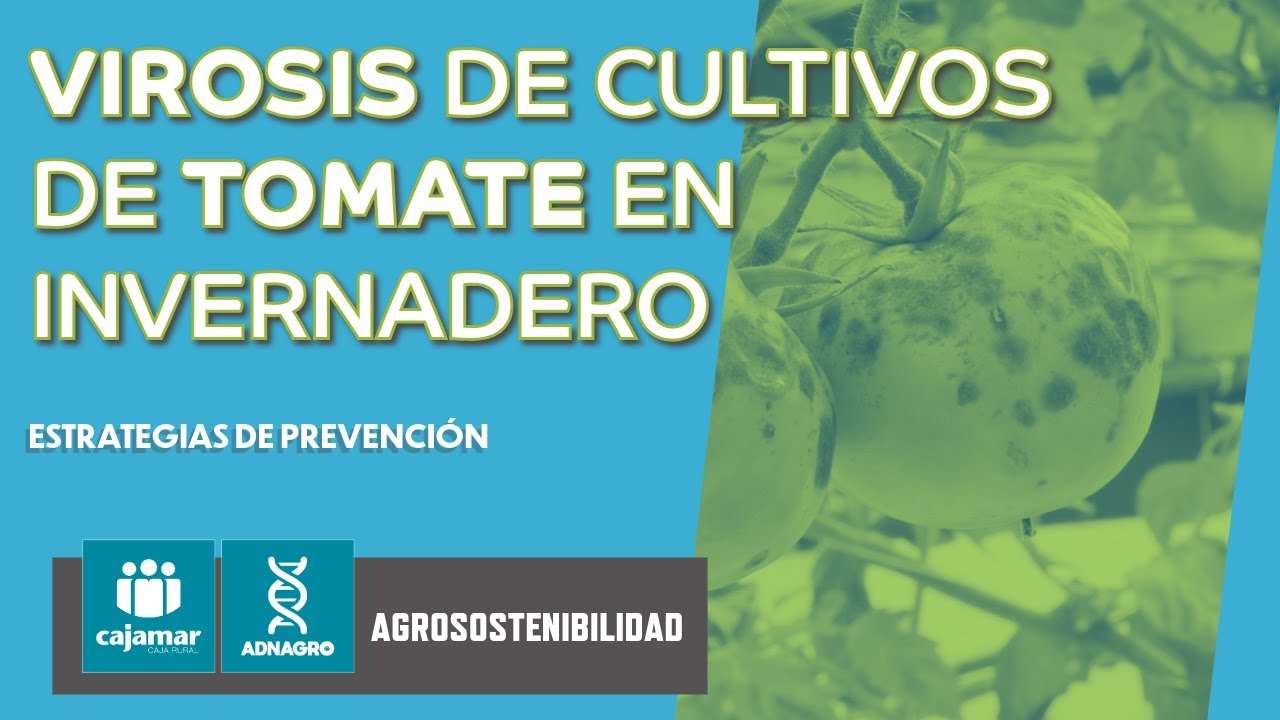 Virosis en cultivos de tomate en invernadero
