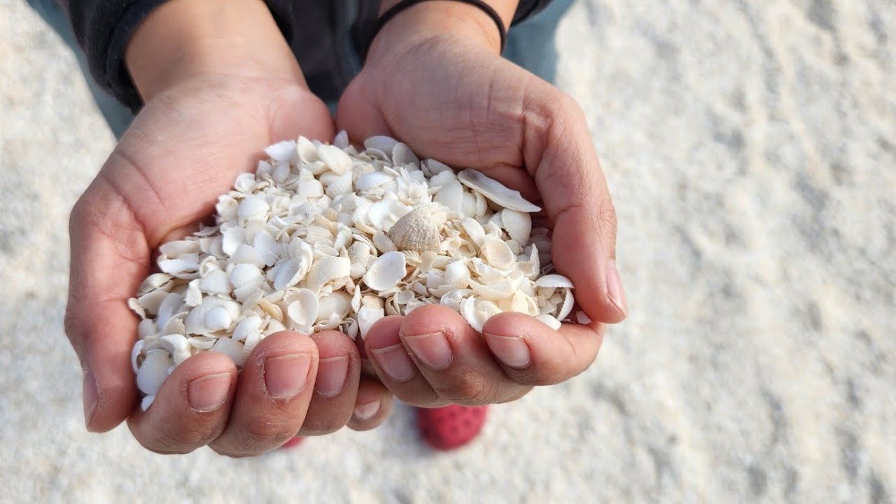 Shell Beach, Western Australia. Billions of tiny white shells.