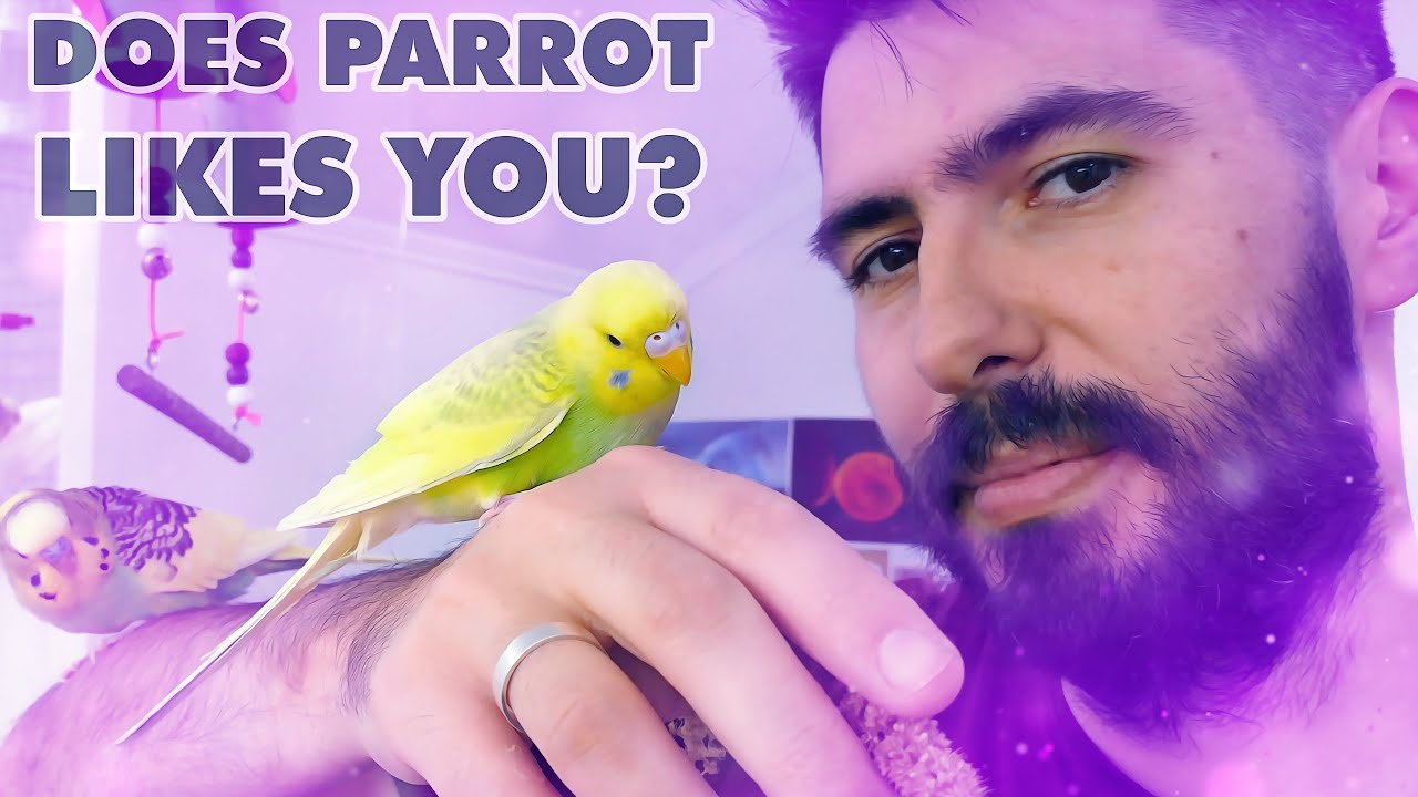 HOW TO TELL THAT YOUR PARROT LIKES YOU? 💔