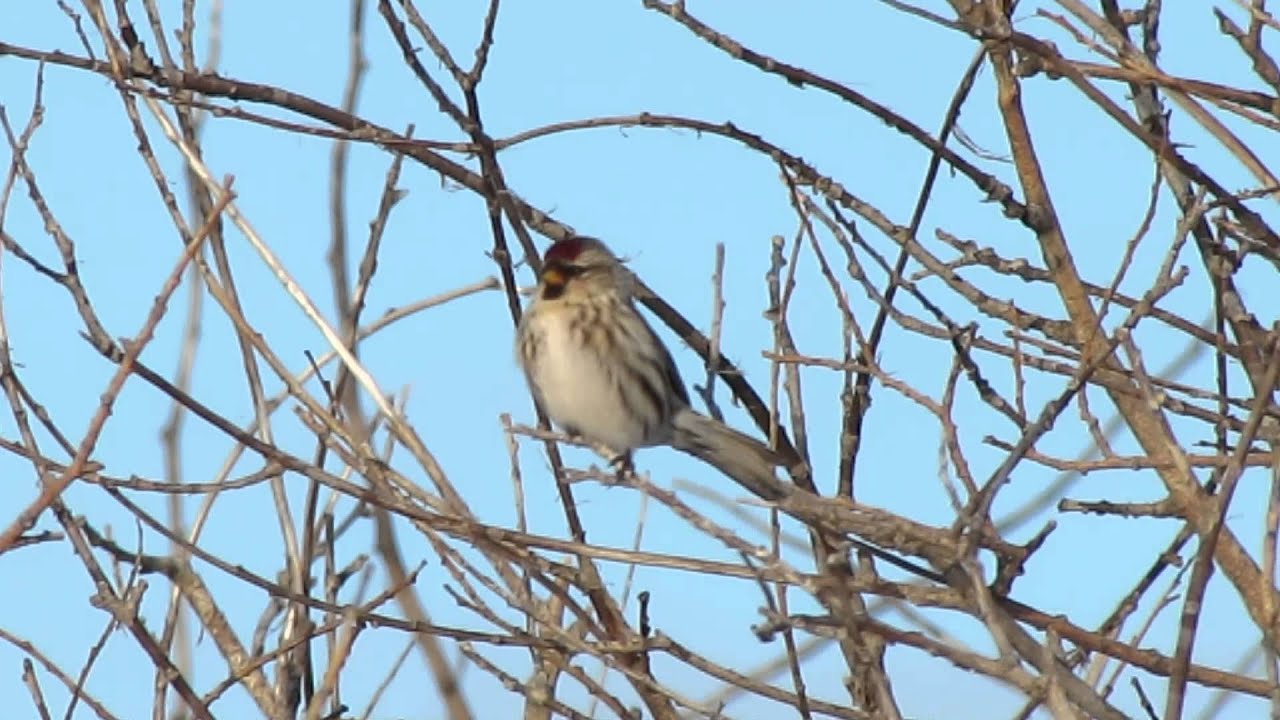 Common Redpolls and song  Mar 8 15