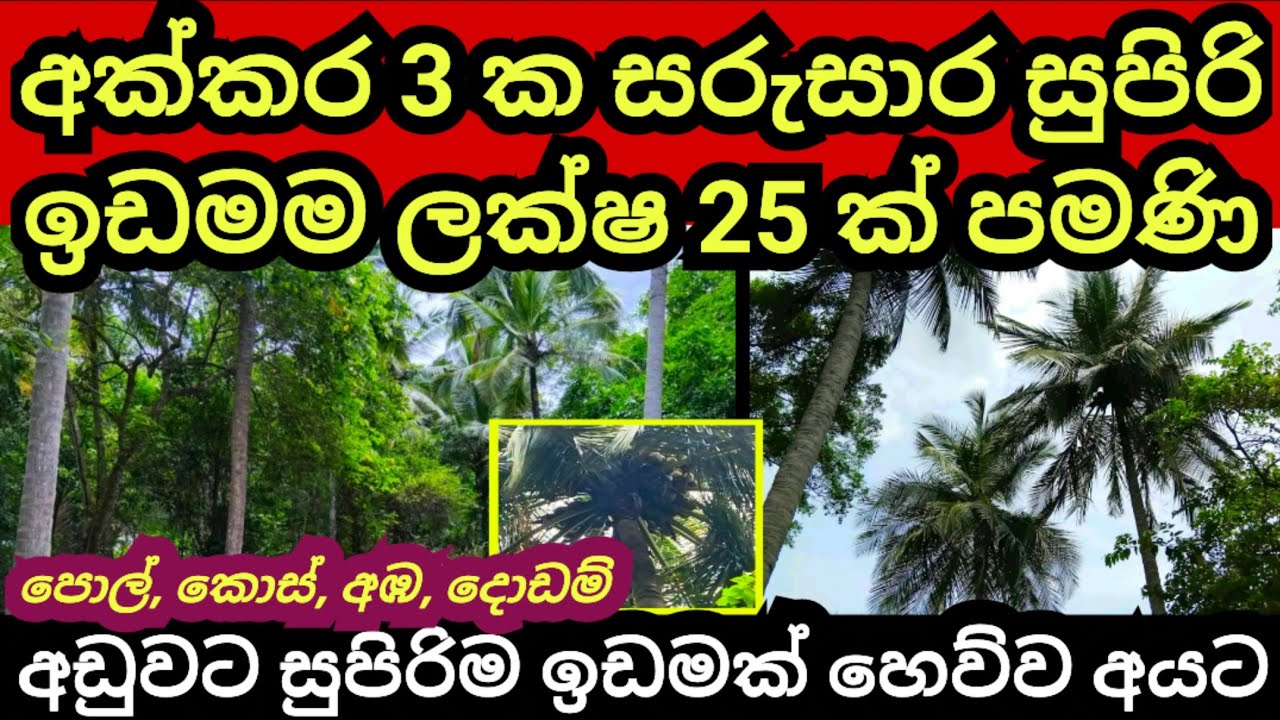 අක්කර 3 ම ලක්ෂ 25 කට | Pol idam | Coconut land | Land for sale| Aduwata idam | Agriculture land